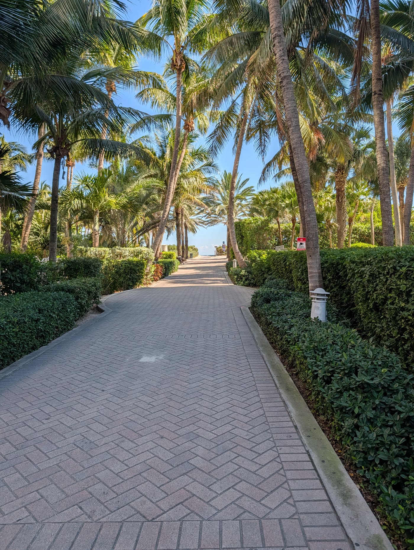 Palm-lined walkway in Miami